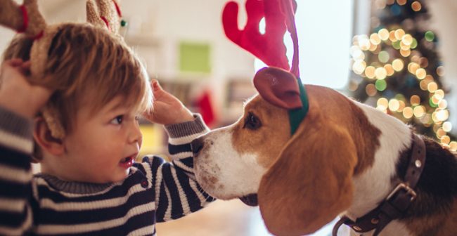 petholidaysafety pet-holiday-safety