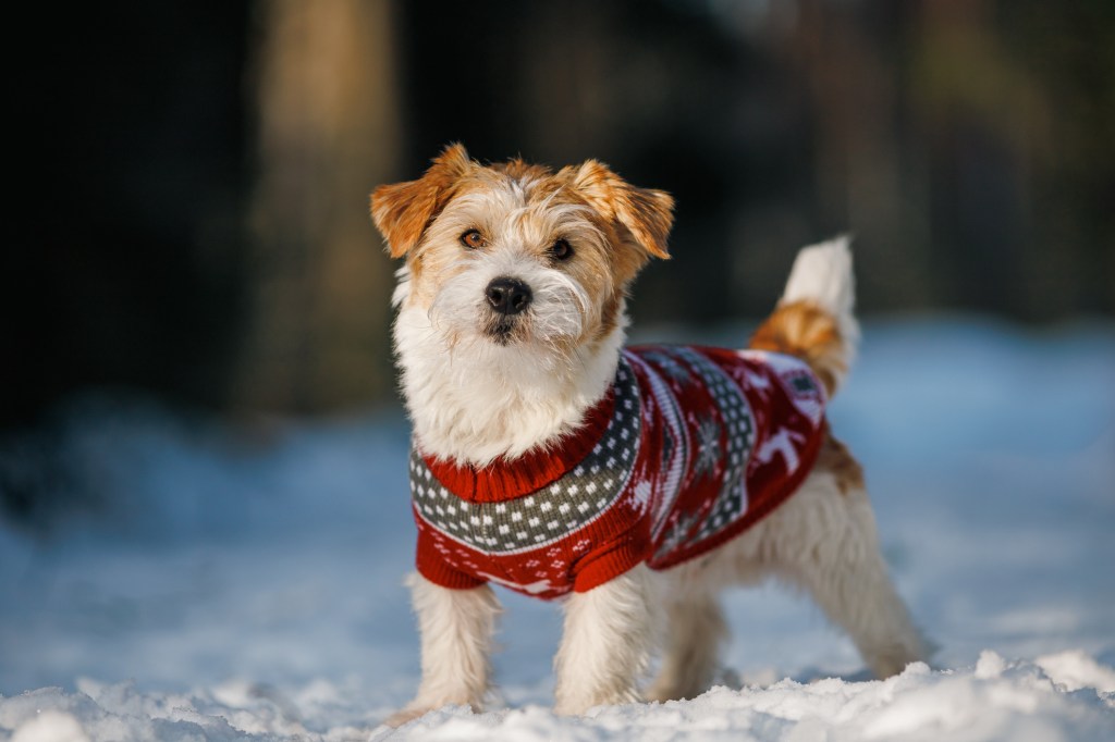 Terrier in a knitted sweater in the winter snow.